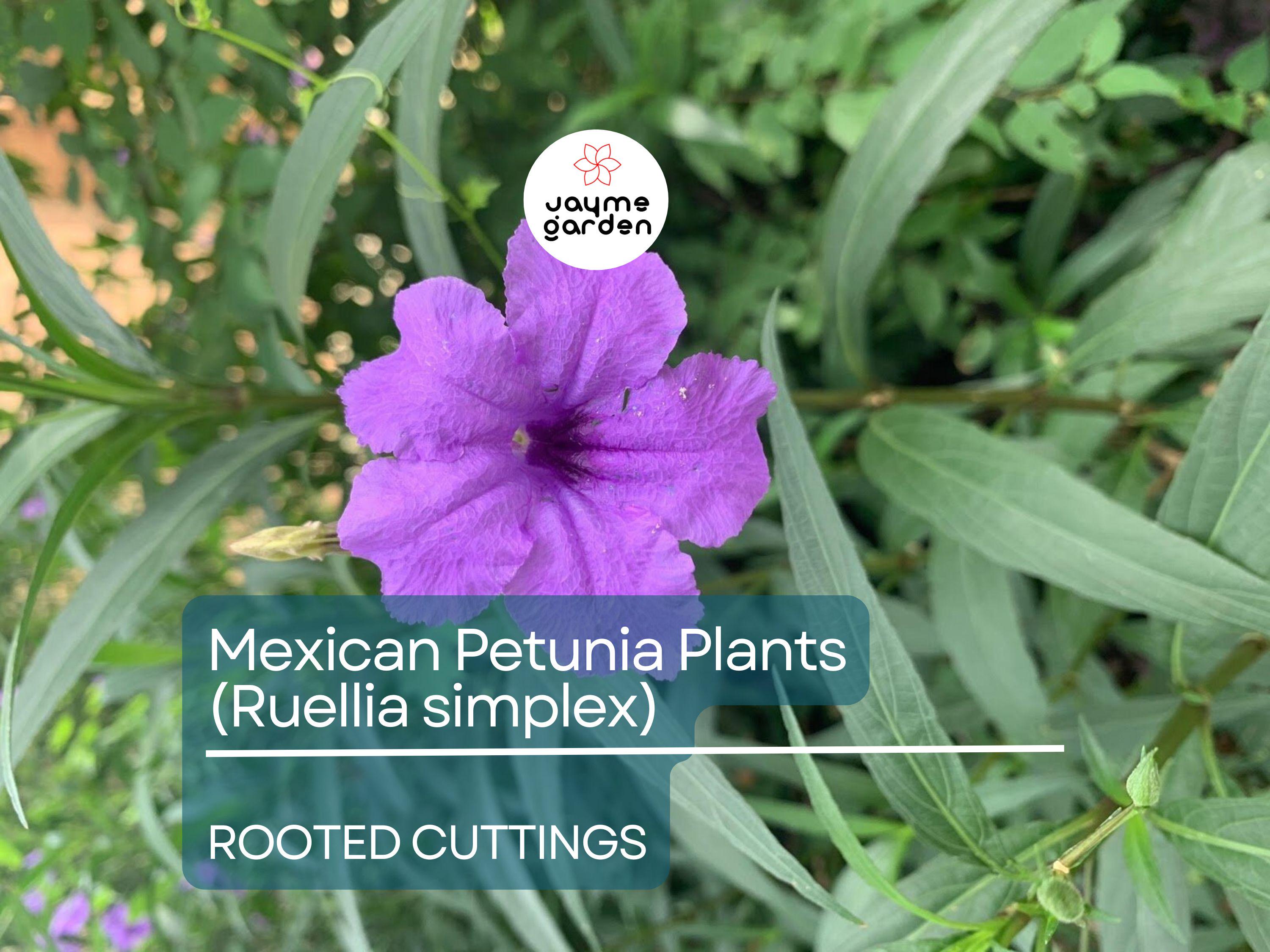 5 Rooted Cuttings Purple Mexican Petunia (Ruellia simplex) - Hardy Perennial Flowers for Garden Borders, Ground Cover & Landscaping
