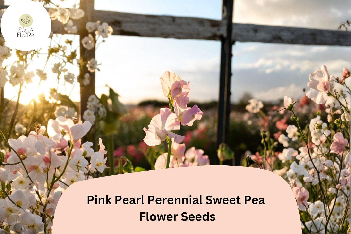 50+ Pink Pearl Perennial Sweet Pea Seeds | Lathyrus latifolius Pink Climbing Flower Vine for Garden Trellis