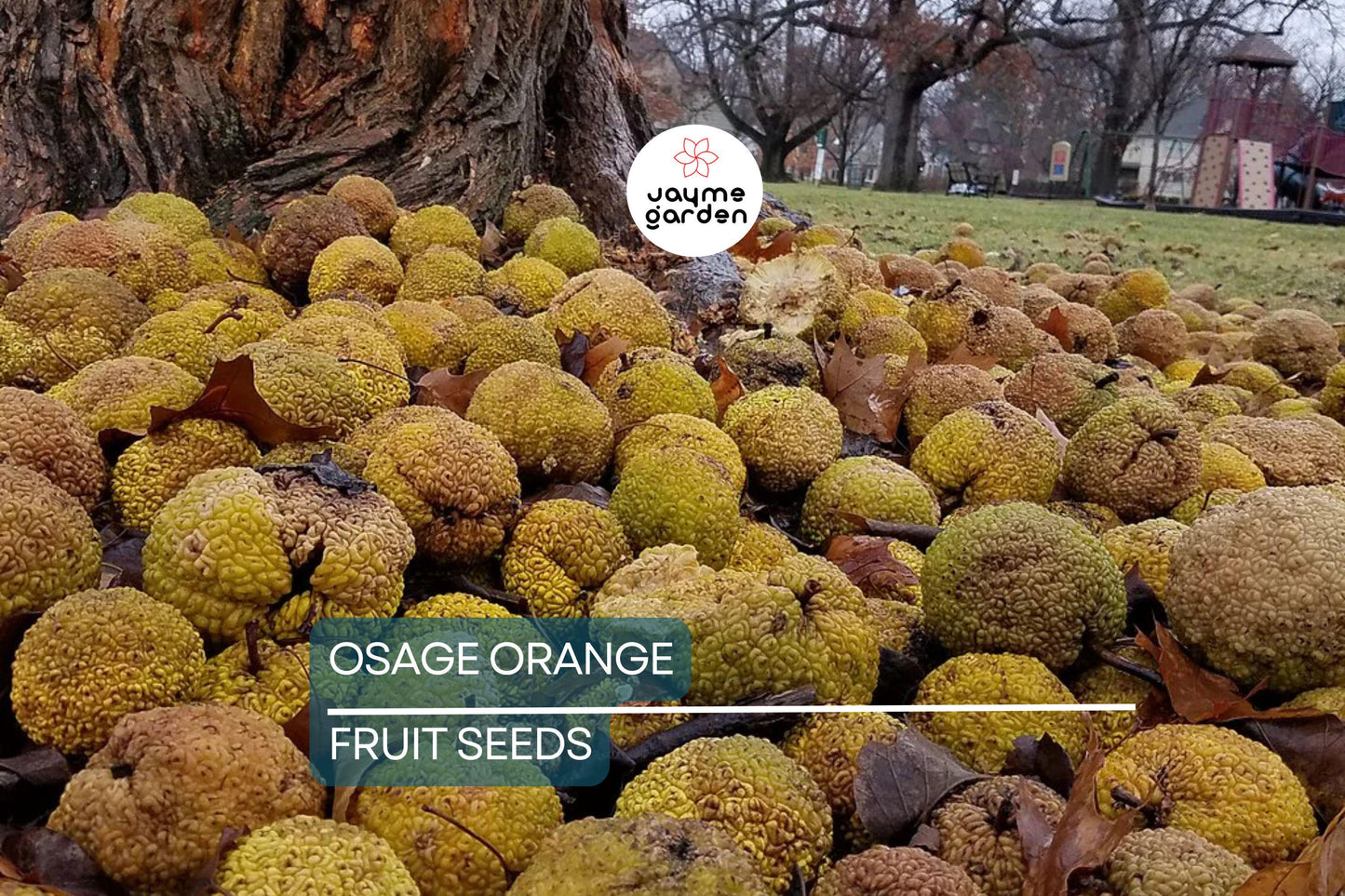 50 Osage Orange Tree Seeds (Maclura pomifera), Bois D'Arc Fresh Seeds, 8-15' Tall, Free Shipping