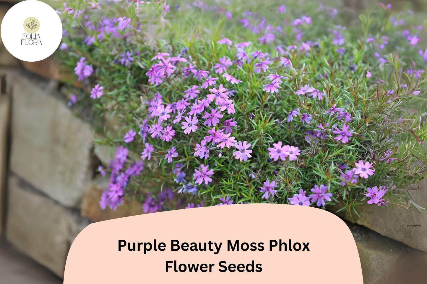 100+ Purple Beauty Moss Phlox Seeds for Garden Planting | Creeping Ground Cover | Phlox subulata | Perennial Flower Seeds