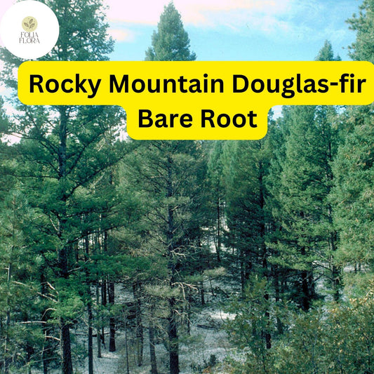 1 Bare Root Live Plant Rocky Mountain Douglas-fir Tree, Pseudotsuga menziesii, Hardy Evergreen for Landscaping