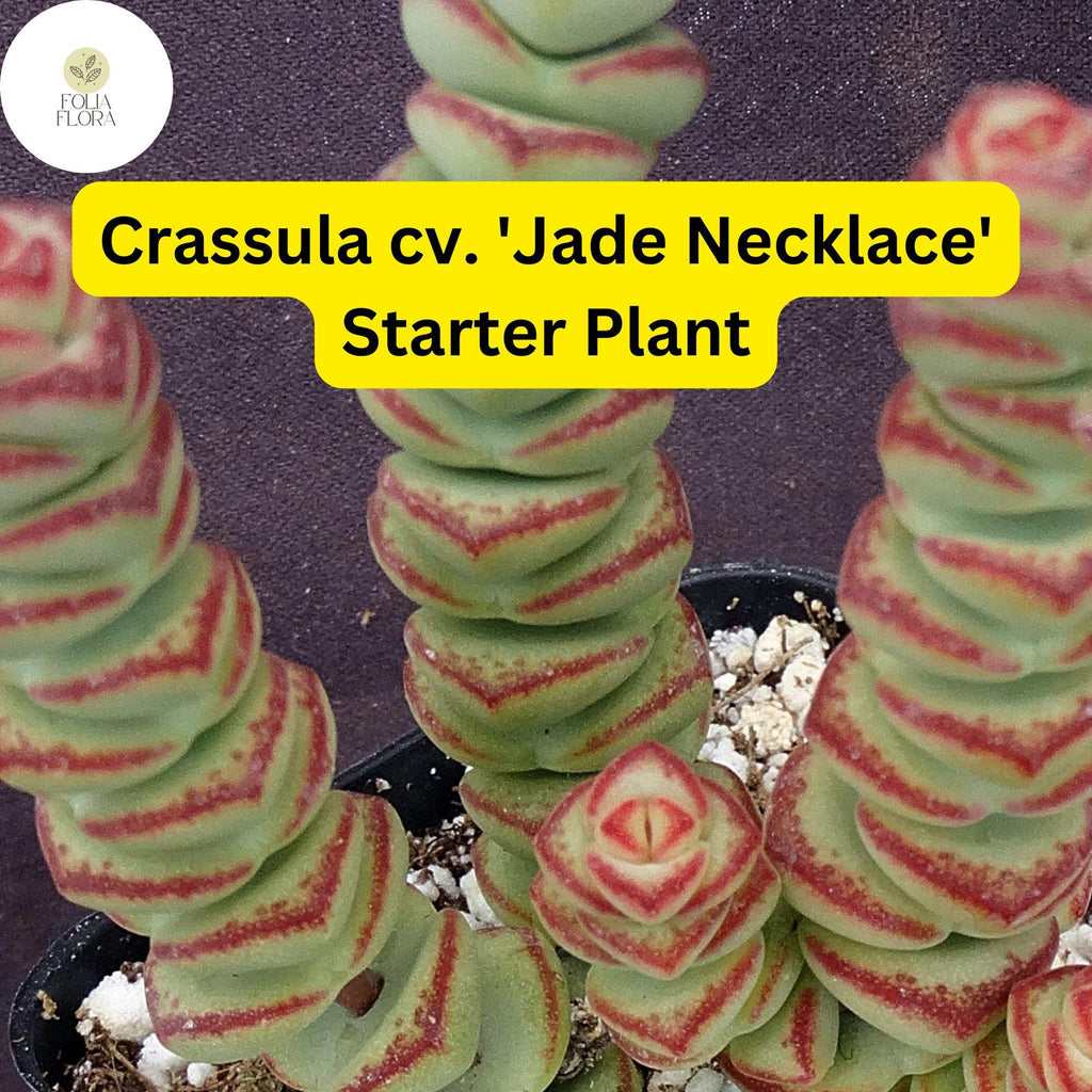 1 Crassula cv. 'Jade Necklace,' Rare Live Succulent Plant, Rooted in 2'' Pot, Easy Care