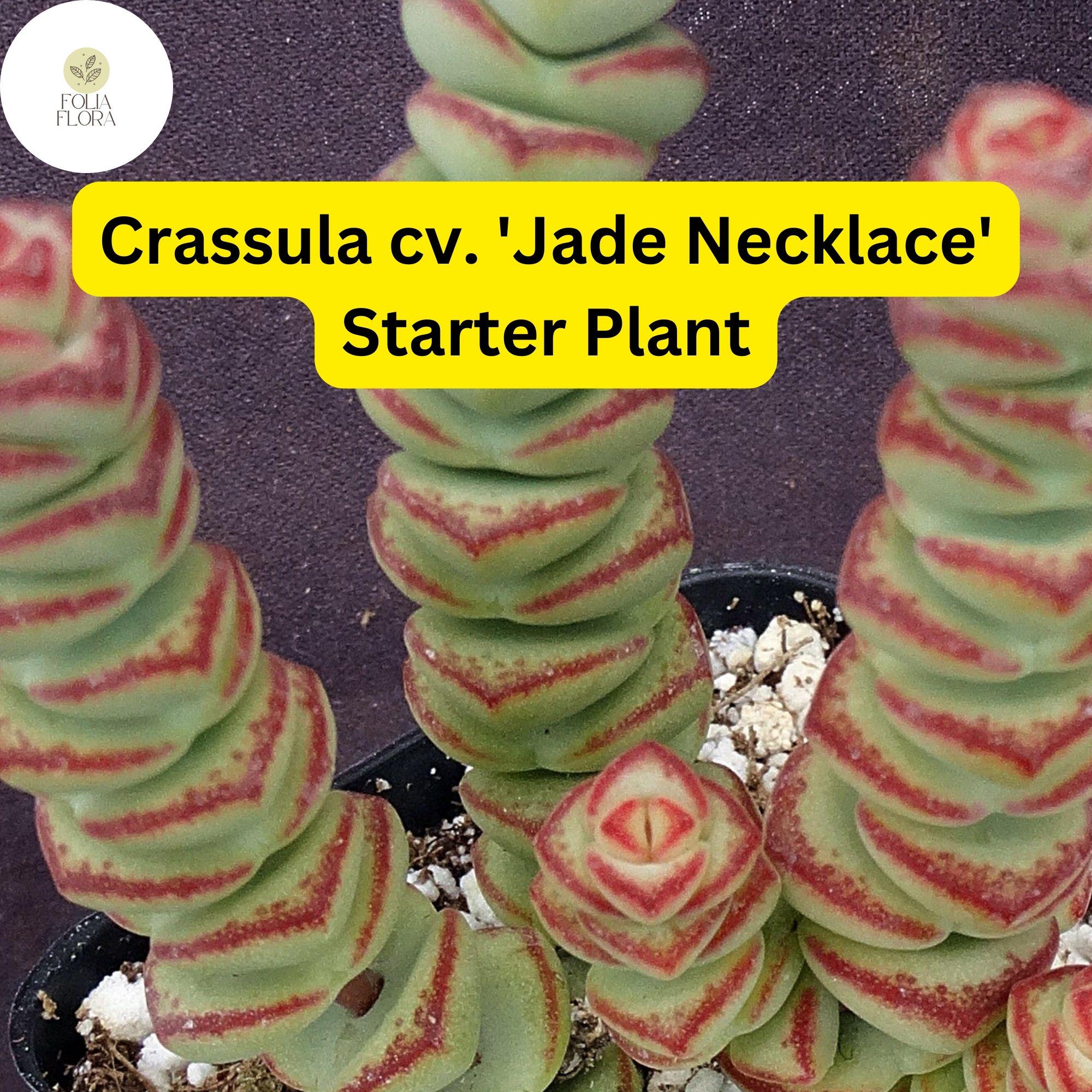1 Crassula cv. 'Jade Necklace,' Rare Live Succulent Plant, Rooted in 2'' Pot, Easy Care
