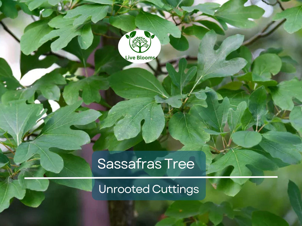 10 Sassafras Cuttings – Fresh Unrooted Edible/Wildlife/Ornamental – Sassafras albidum – Wild Food, Garden Plant