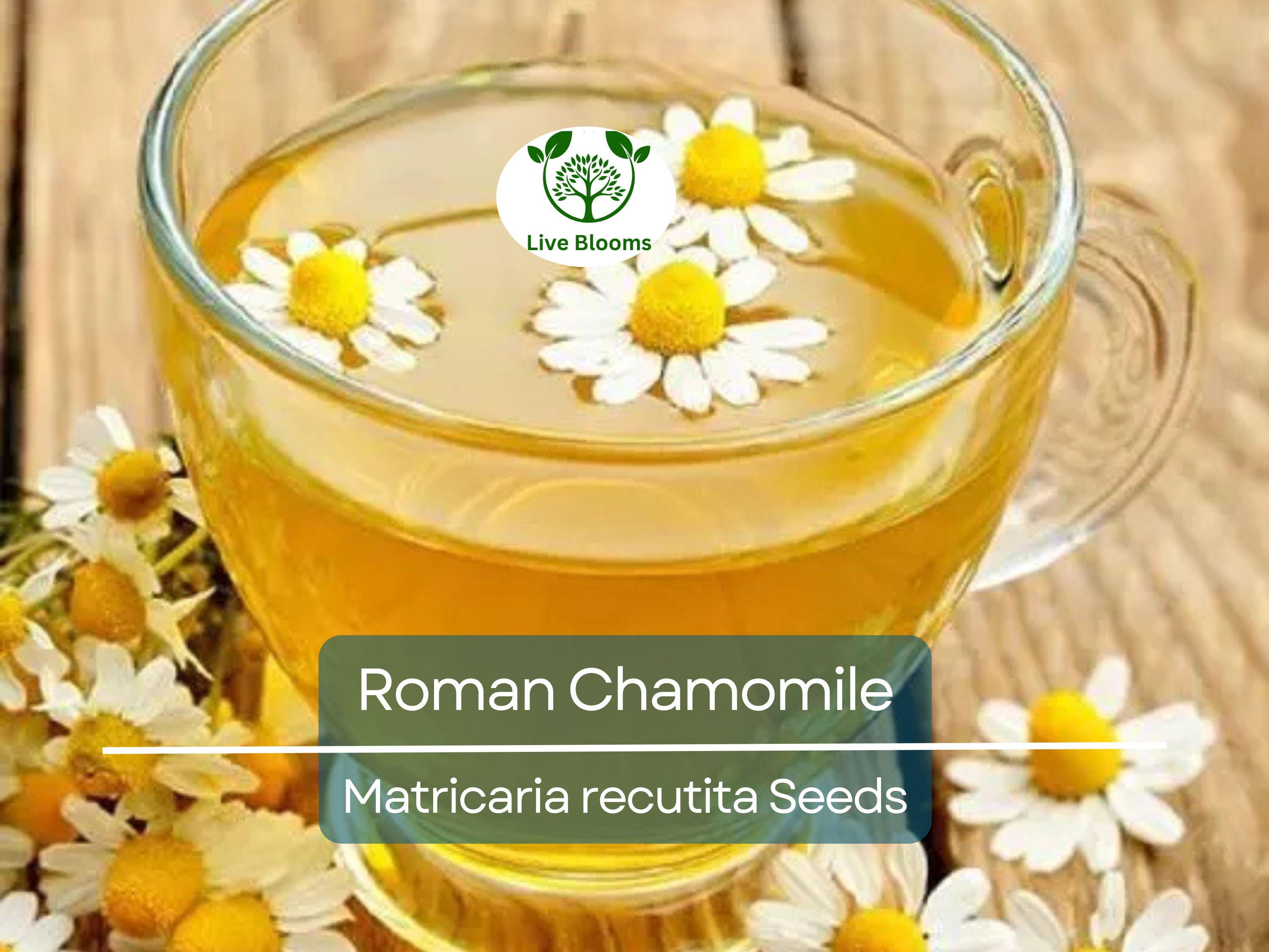 500 Seeds Herb Roman Chamomile, Heirloom, Fragrant Perennial, Non-GMO, Matricaria recutita, Tea, Garden, Aromatic