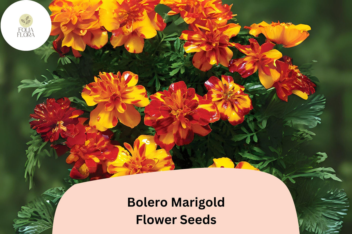 25+ Bolero Marigold Seeds | French Dwarf Marigold | Red & Gold Bi-Color Blooms | Easy Annual Flower for Garden Planting