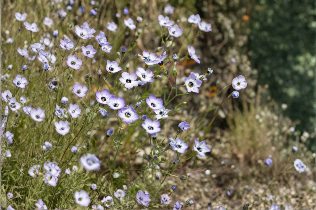 Bird’s Eyes – Gilia tricolor 100 Seeds | California Native | Blue & Purple Blooms | Easy Annual