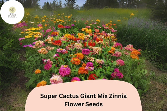 100+ Super Cactus Giant Mix Zinnia Seeds – Large Non-GMO Annual Flowers for Garden Planting & Cut Bouquets