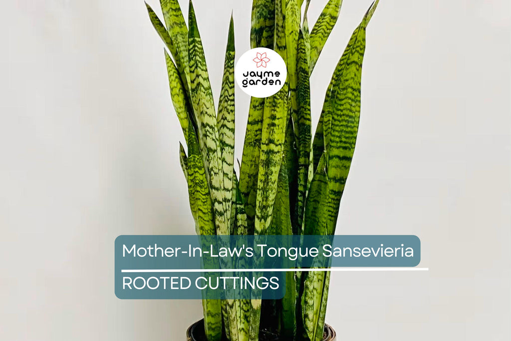 3 Snake Plant Cuttings with Roots - Mother-In-Law's Tongue Sansevieria - Live Plant Ready to Plant