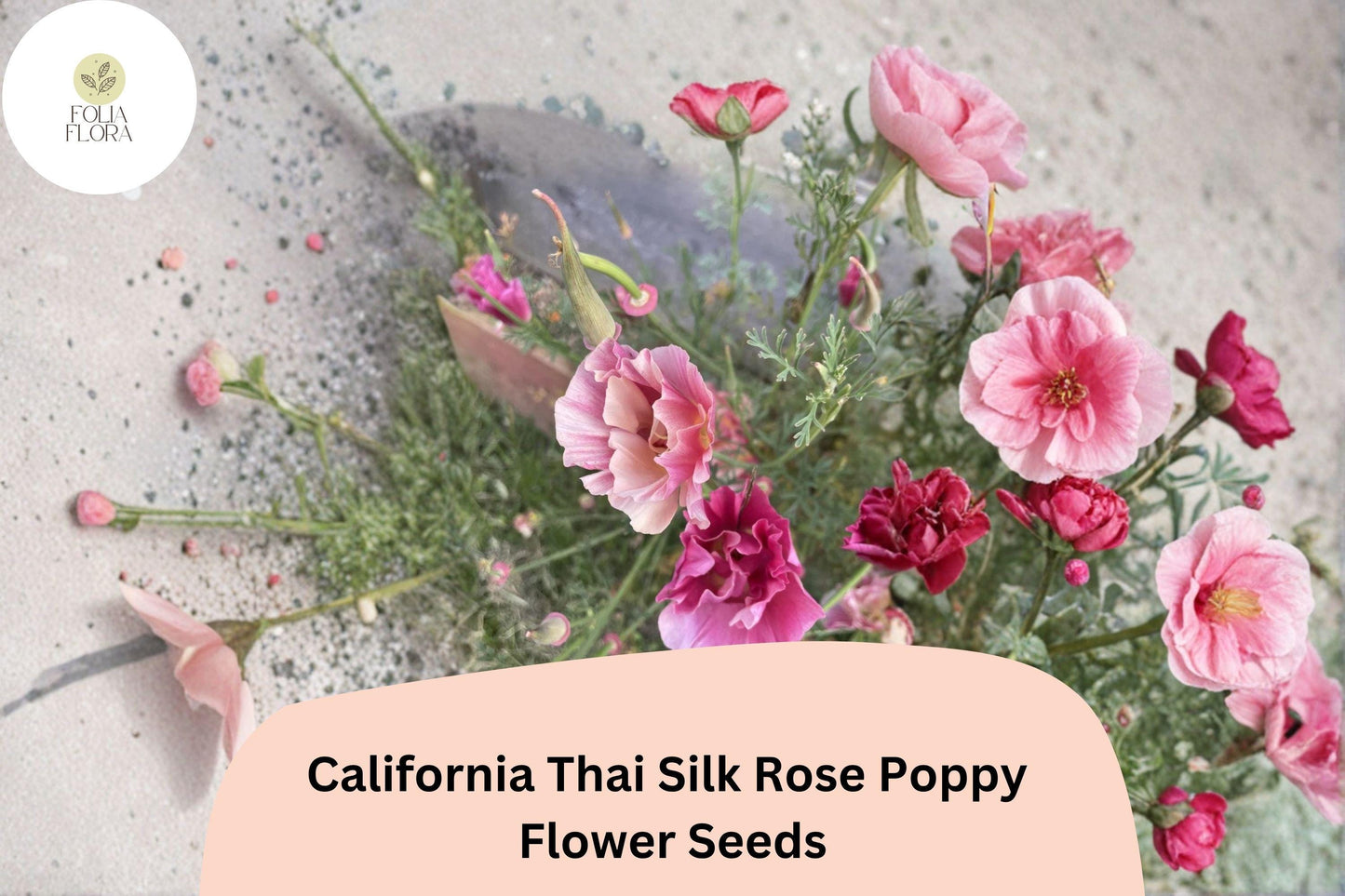200+ California Thai Silk Rose Poppy Seeds for Garden Planting - Elegant Pink Wildflowers
