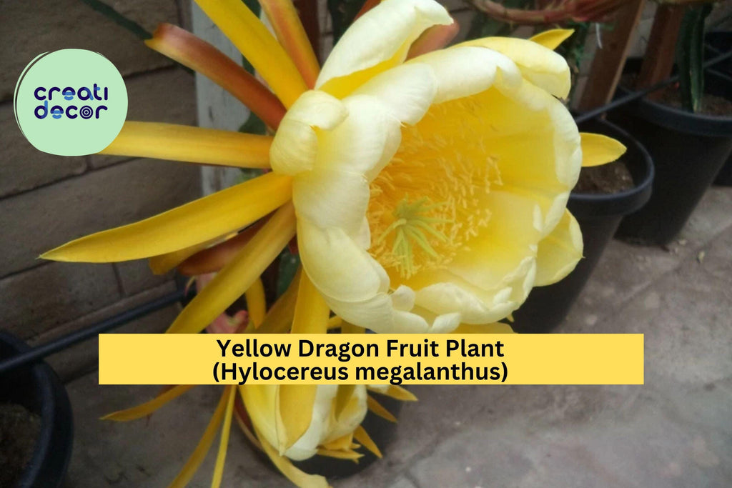 Yellow Dragon Fruit Plant (Hylocereus megalanthus) – Live Rooted Palora Variety, 6–8" Tall, Tropical Cactus Vine for Patio or Greenhouse