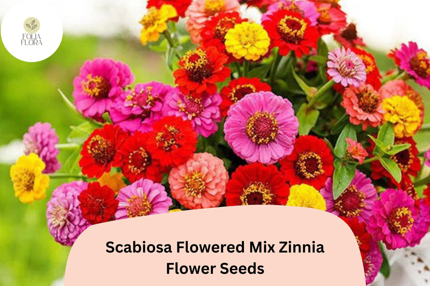100+ Scabiosa Flowered Mix Zinnia Seeds – Unique Double Blooms for Garden Beds, Borders & Bouquets
