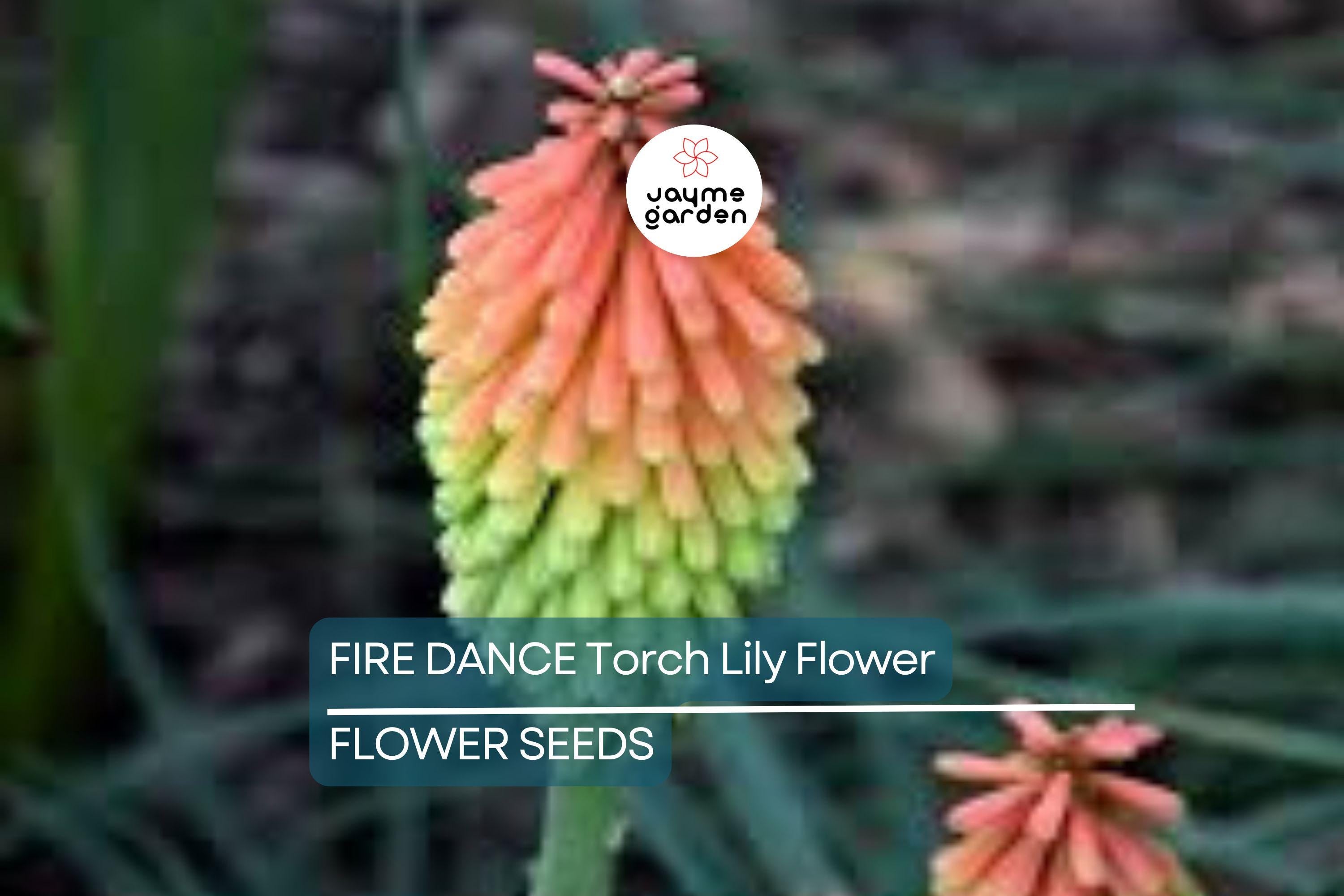 20 Rare Dwarf Fire Dance Torch Lily Seeds (Kniphofia hirsuta) – Hardy Perennial, 18-20” Tall