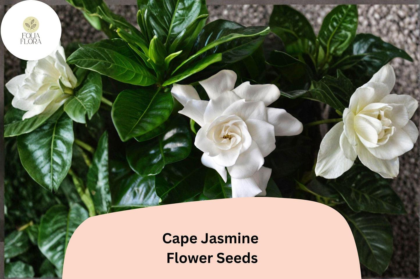Cape Jasmine Seeds 20 | Gardenia jasminoides Fragrant White Evergreen Flowering Shrub