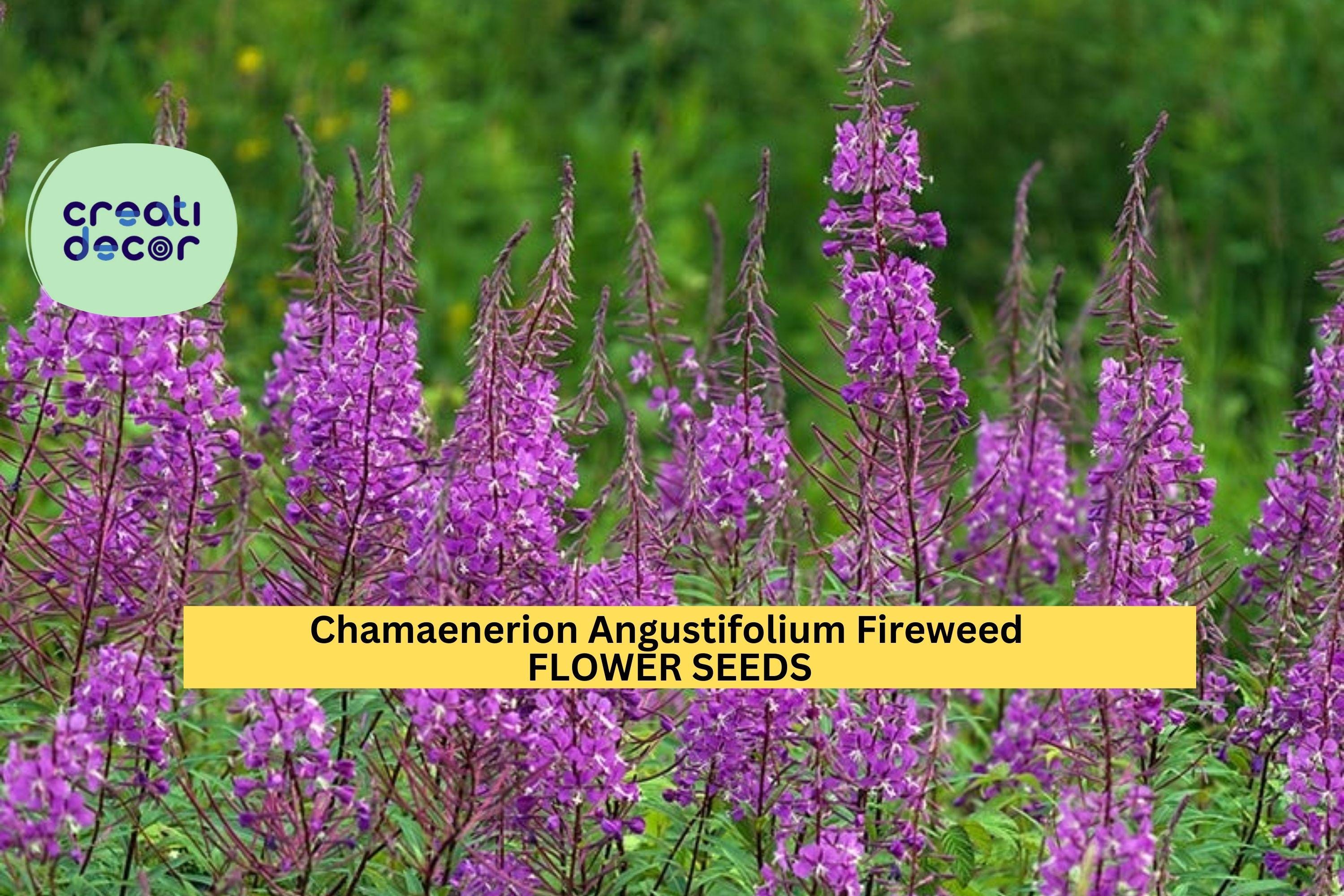 3pcs of 30mg Fireweed Seeds – Chamaenerion Angustifolium Wildflower Seeds for Planting – Hardy Perennial with Pink-Purple Blooms