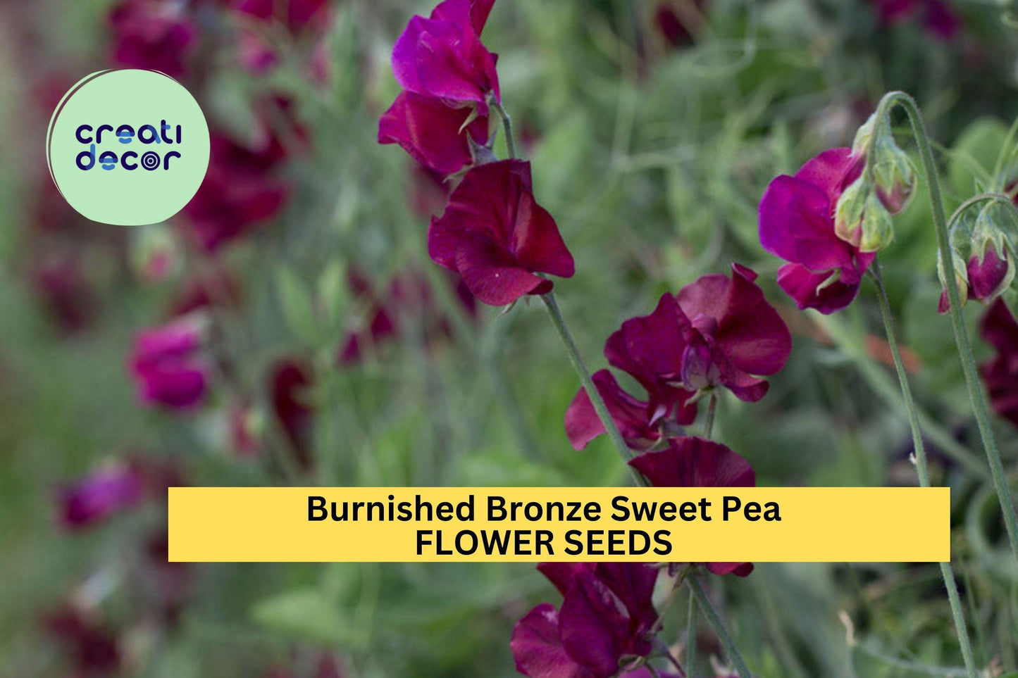 50+ Burnished Bronze Sweet Pea Seeds – Unique Copper-Toned Fragrant Blooms for Garden Planting, Climbing Vines for Trellises – USA