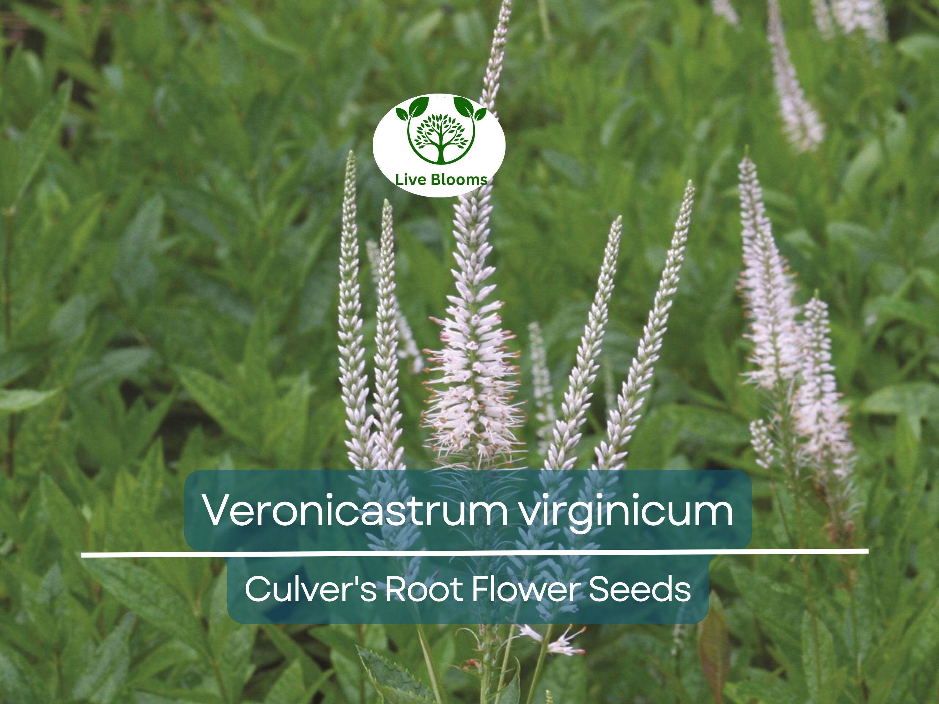 2800 Seeds Veronicastrum Virginicum Culver's Root, Perennial Plant, Native, Flowering, Pollinator-Friendly, Garden, Landscape