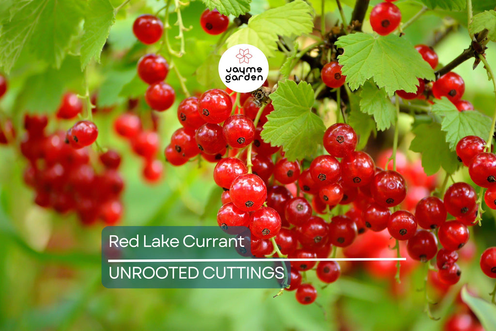 Red Lake Currant Hardwood Cuttings | 8 Fresh 6-10” Cuttings | Edible Berries | Easy to Grow |