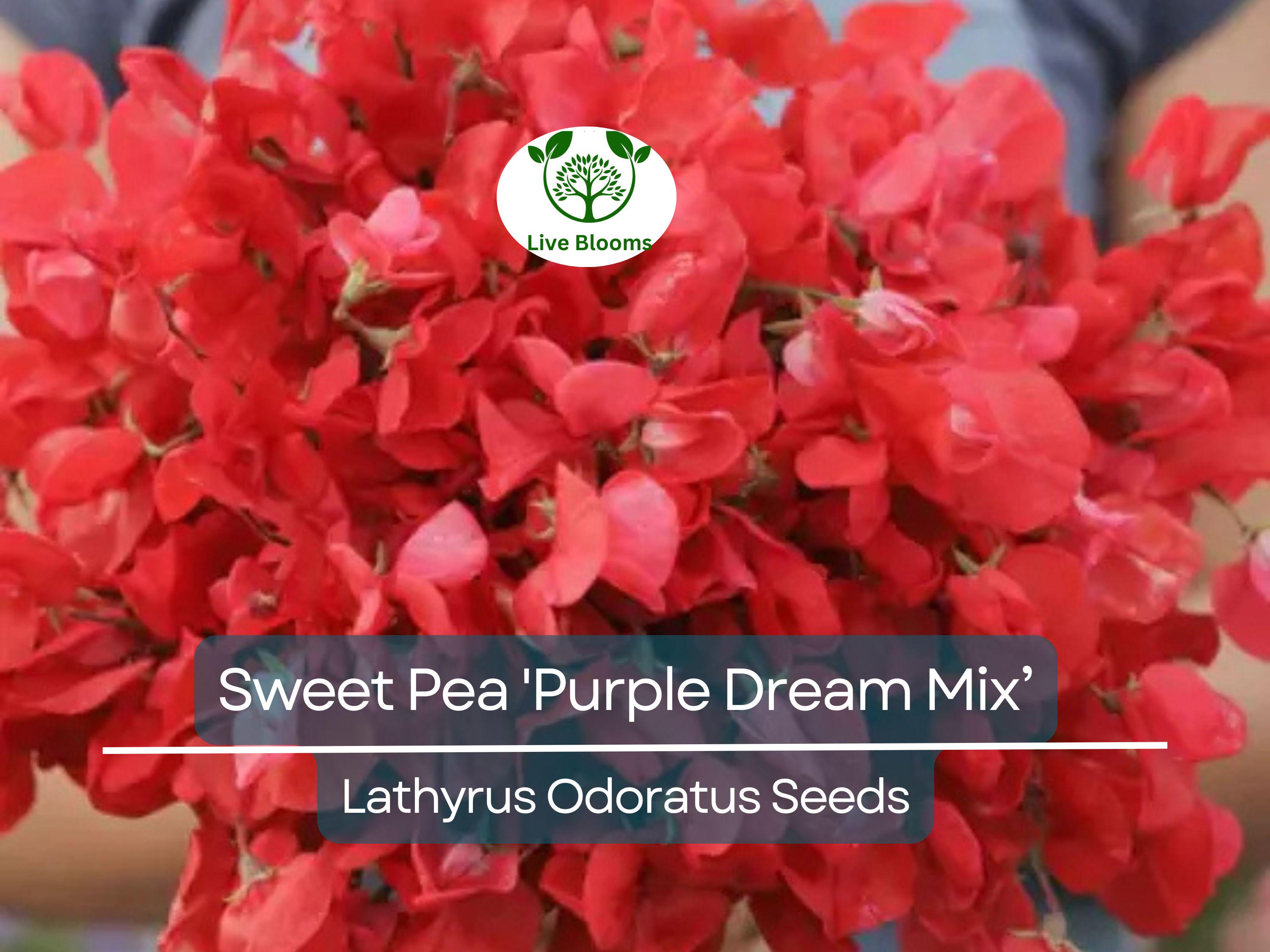 15 Seeds Sweet Pea 'Purple Dream Mix' Fragrant Climbing Vine Flowers Non-GMO - Lathyrus Odoratus, Beautiful Garden Plants, Easy to Grow