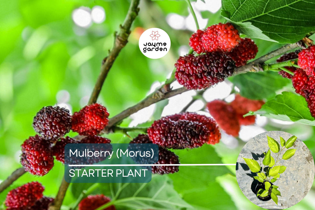 Mulberry Tree 1′-2′ Live Starter Tropical Fruit Tree | Morus | Sweet Berries | Perfect for Gardens | Easy to Grow & Nutritious
