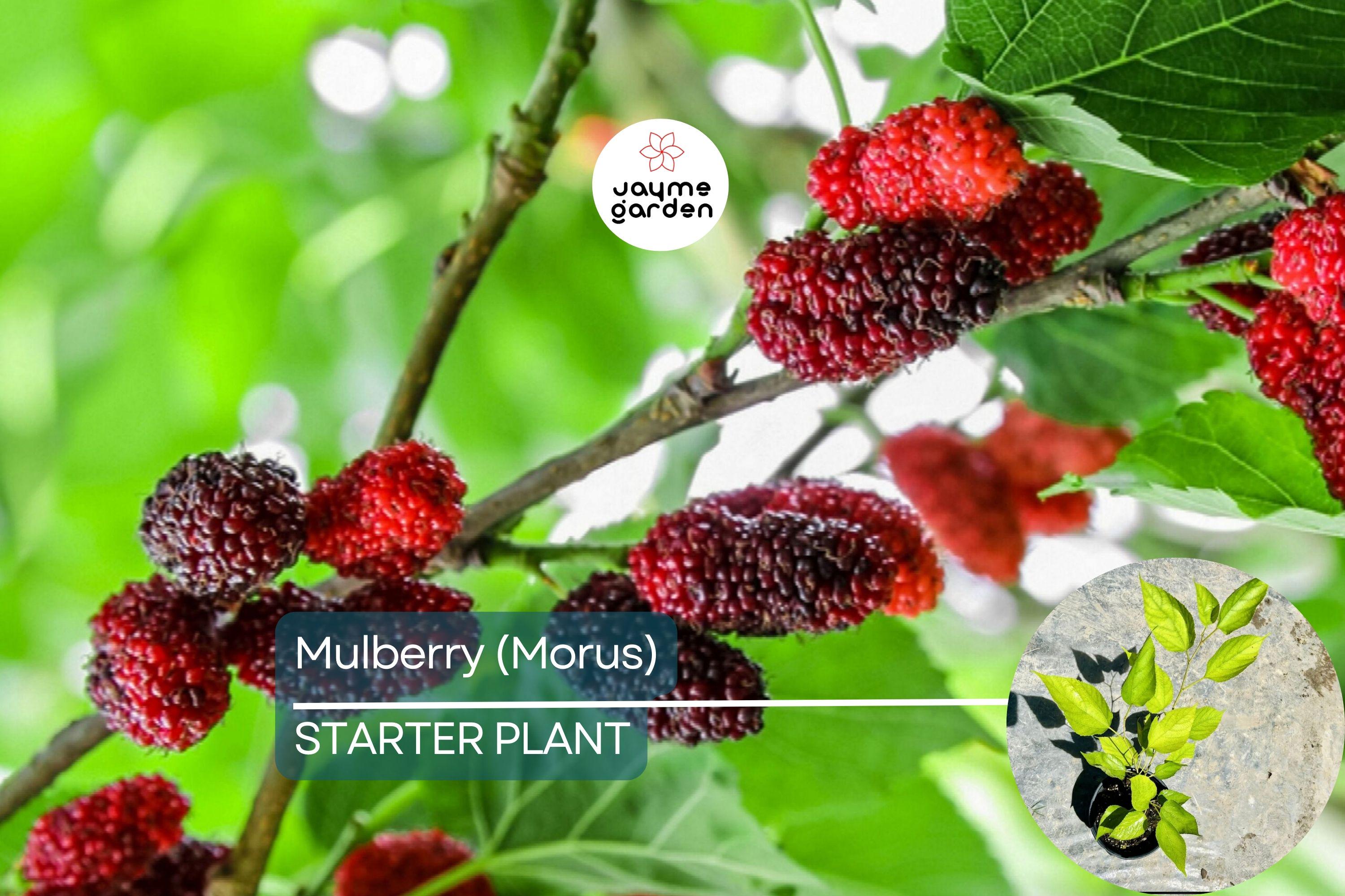 Mulberry Tree 1′-2′ Live Starter Tropical Fruit Tree | Morus | Sweet Berries | Perfect for Gardens | Easy to Grow & Nutritious