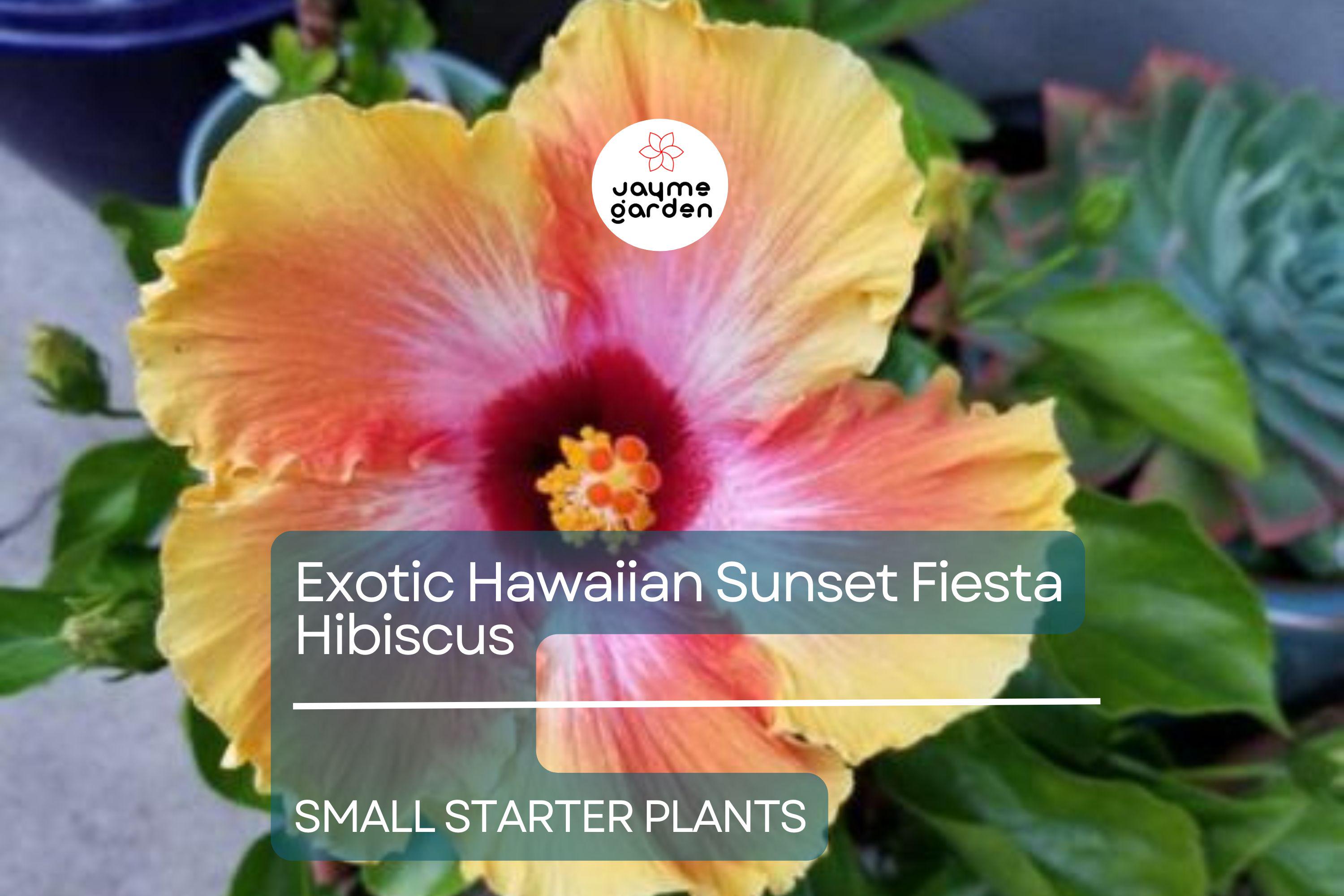 Exotic Hawaiian Sunset Fiesta Hibiscus Starter Plant - Live Tropical Plant 3-5 Inches Tall - Bare Root for Gardens & Landscaping