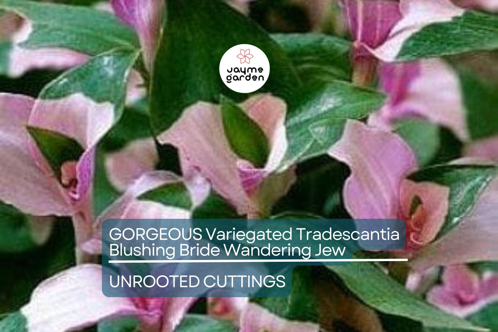 3 Variegated Tradescantia Blushing Bride Cuttings | Gorgeous Wandering Jew | Easy to Grow | Colorful Foliage