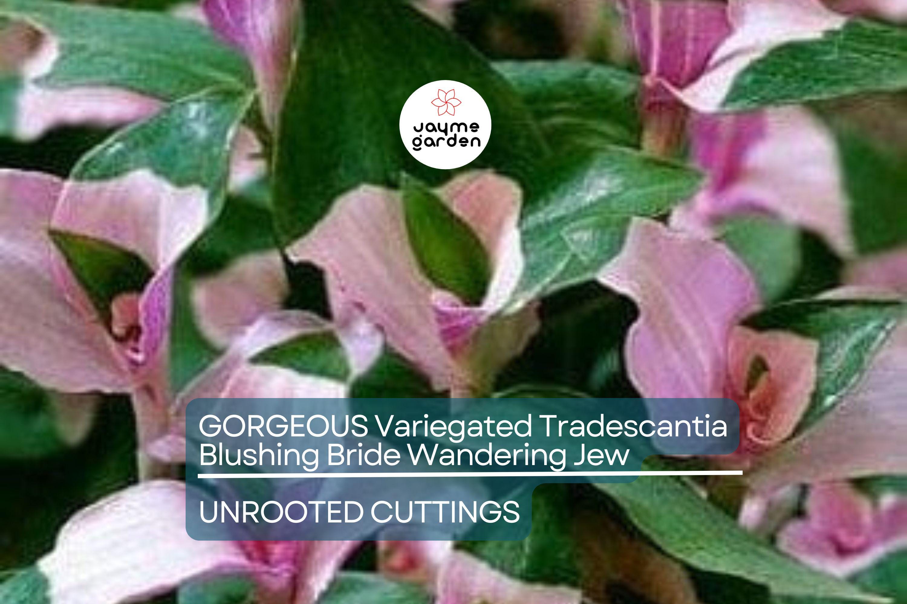 3 Variegated Tradescantia Blushing Bride Cuttings | Gorgeous Wandering Jew | Easy to Grow | Colorful Foliage