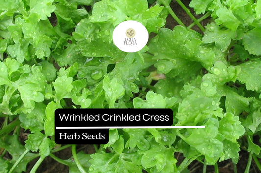 500 Seeds Wrinkled Crinkled Cress (Lepidium sativum) – Tangy, Nutritious Microgreen & Salad Herb