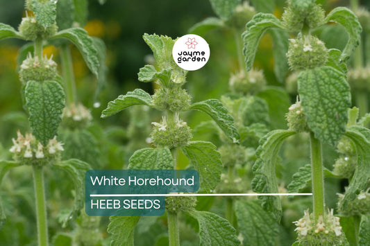 500 White Horehound Herb Seeds (Marrubium vulgare), Bitter Flavor, 10-18" Tall, Free Shipping