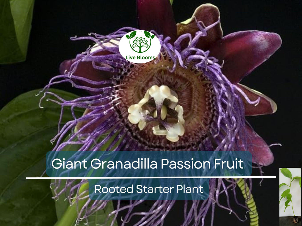 1 Giant Granadilla Passion Fruit Live Starter Plant | Passiflora Ligularis, Sweet & Tropical Fruit, Hardy Vine for Gardens or Containers
