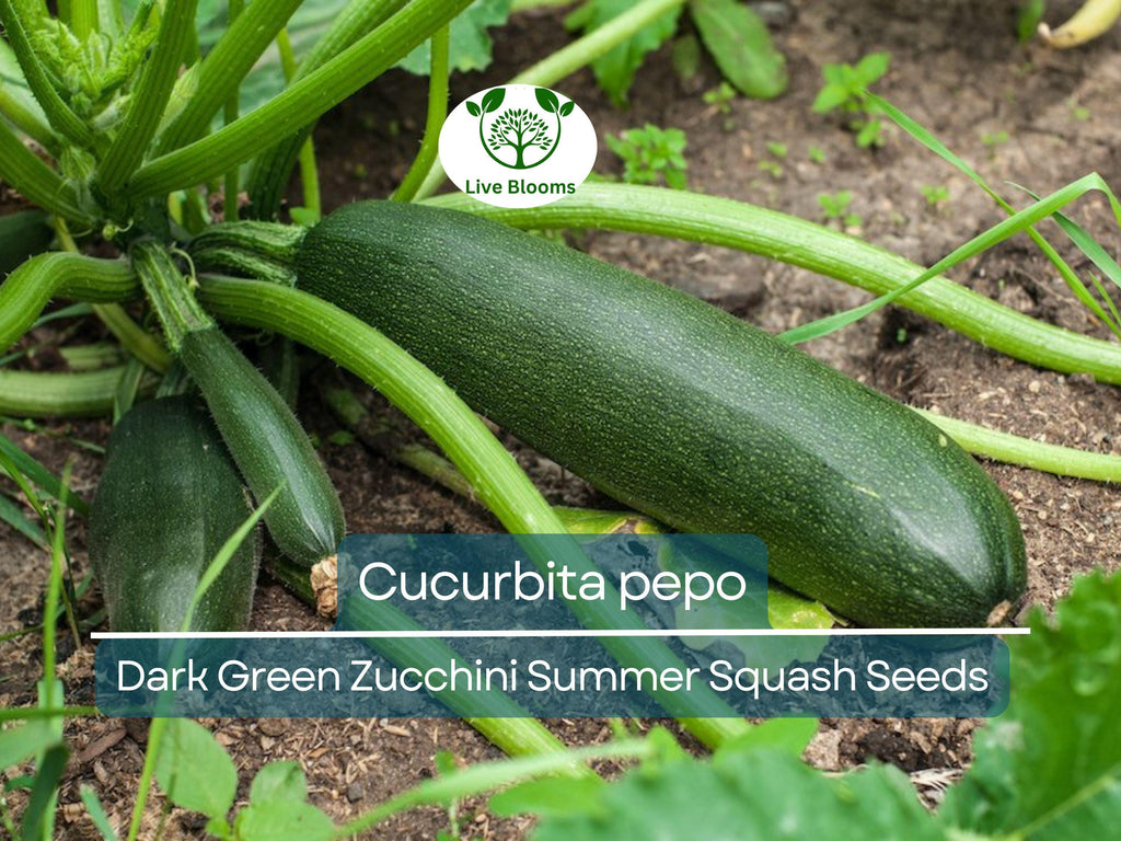 1 Gram Seeds Dark Green Zucchini Summer Squash – Cucurbita pepo | High-Yield Vegetable for Planting & Gardening