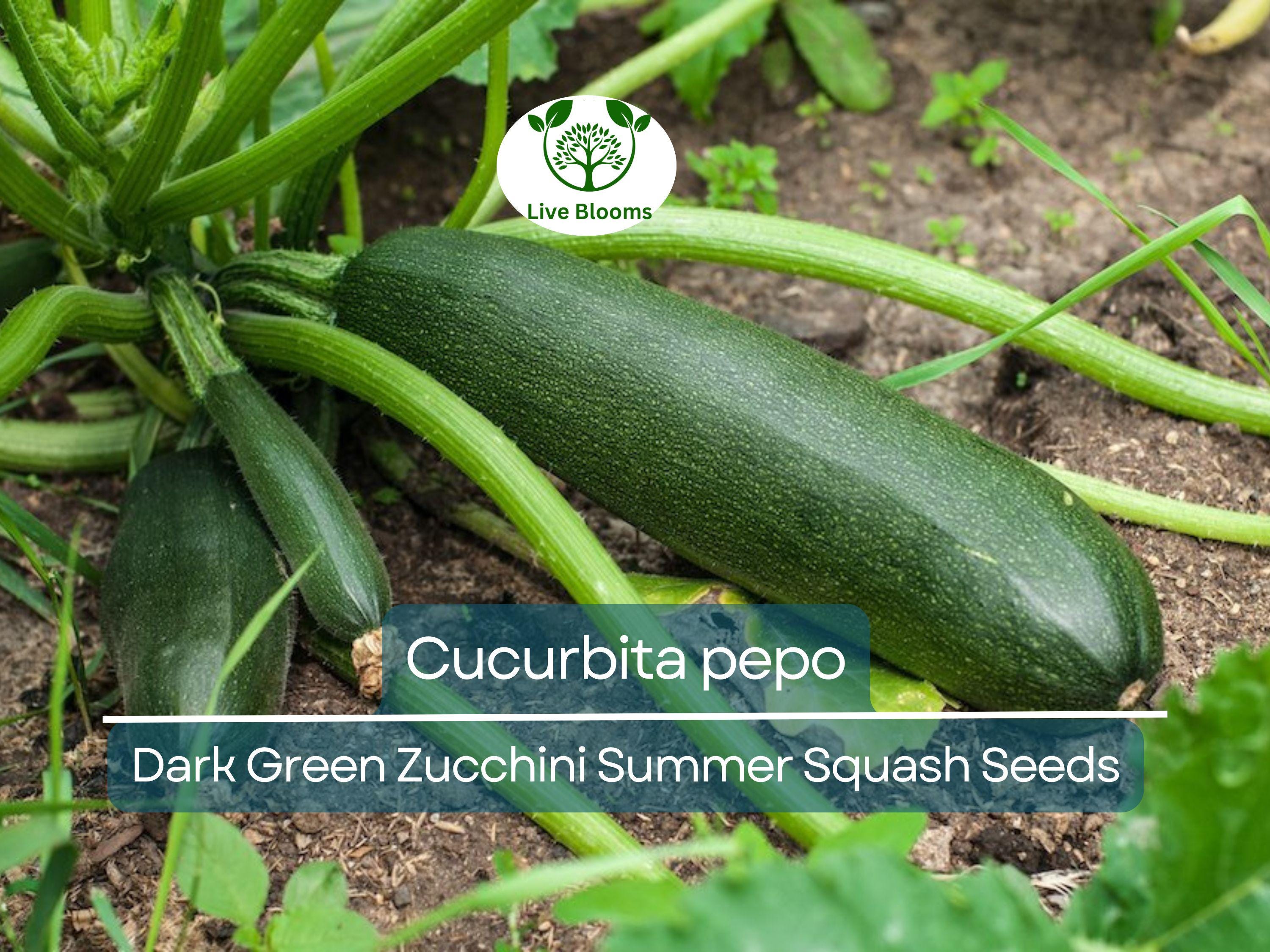 1 Gram Seeds Dark Green Zucchini Summer Squash – Cucurbita pepo | High-Yield Vegetable for Planting & Gardening