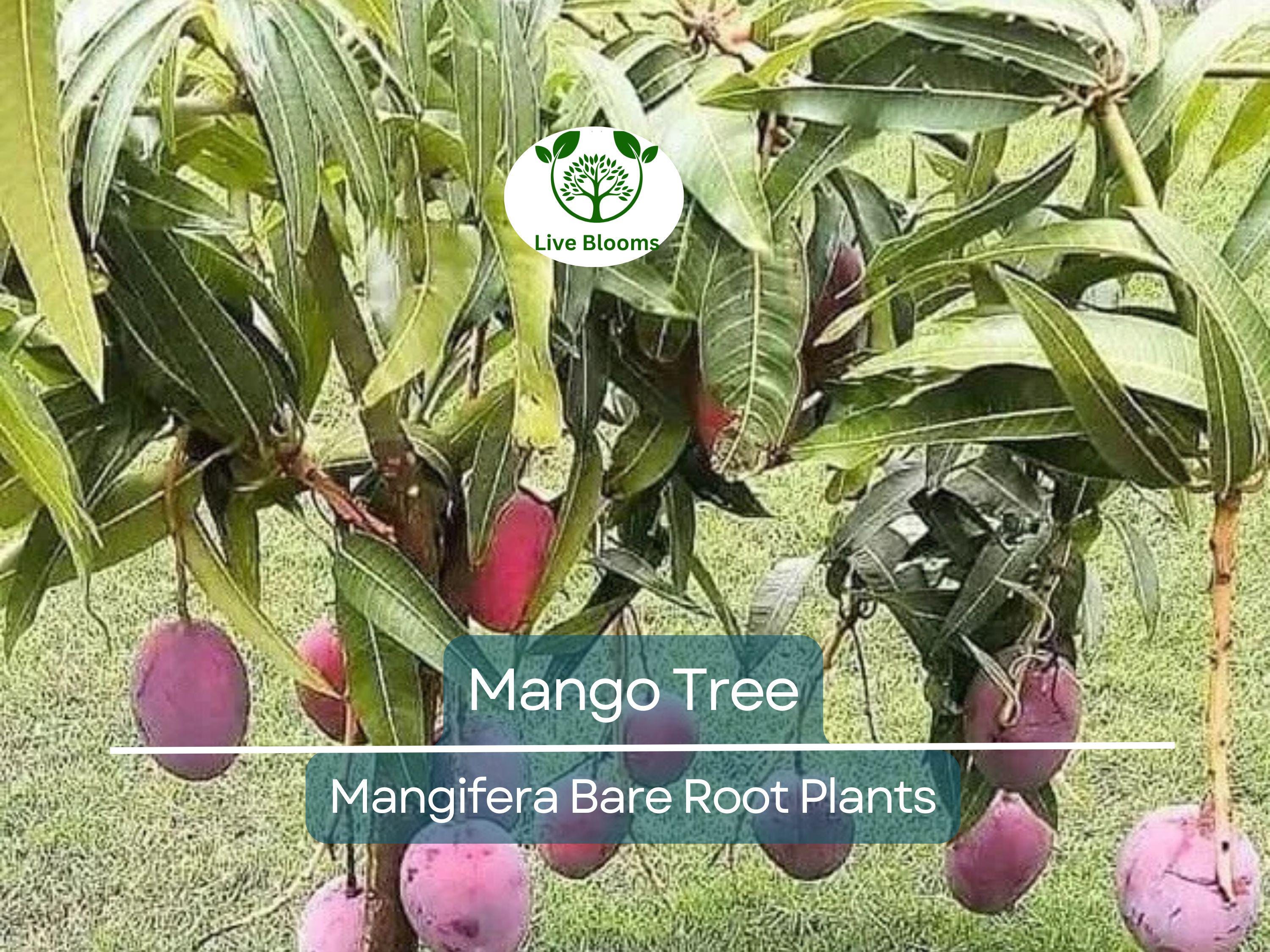 1 Mango Tree – Live Tropical Fruit Plant 6–9” Seedling – Bare Root Mango Tree for Container or Garden – Mangifera indica
