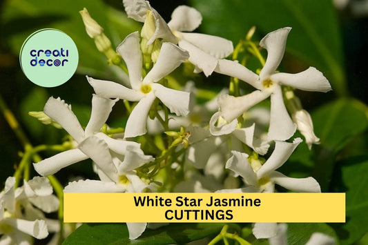 5 Star Jasmine Cuttings | Fragrant White Flower Vine Starter | Unrooted Plant Cuttings for Garden Trellis or Container Growing