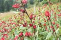 Roselle – Hibiscus sabdariffa Seeds | 10 Seeds | Asian Sour Leaf | Edible Plant | Tropical Garden