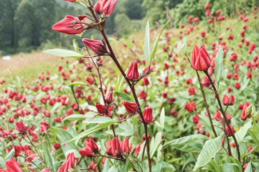 Roselle – Hibiscus sabdariffa Seeds | 10 Seeds | Asian Sour Leaf | Edible Plant | Tropical Garden