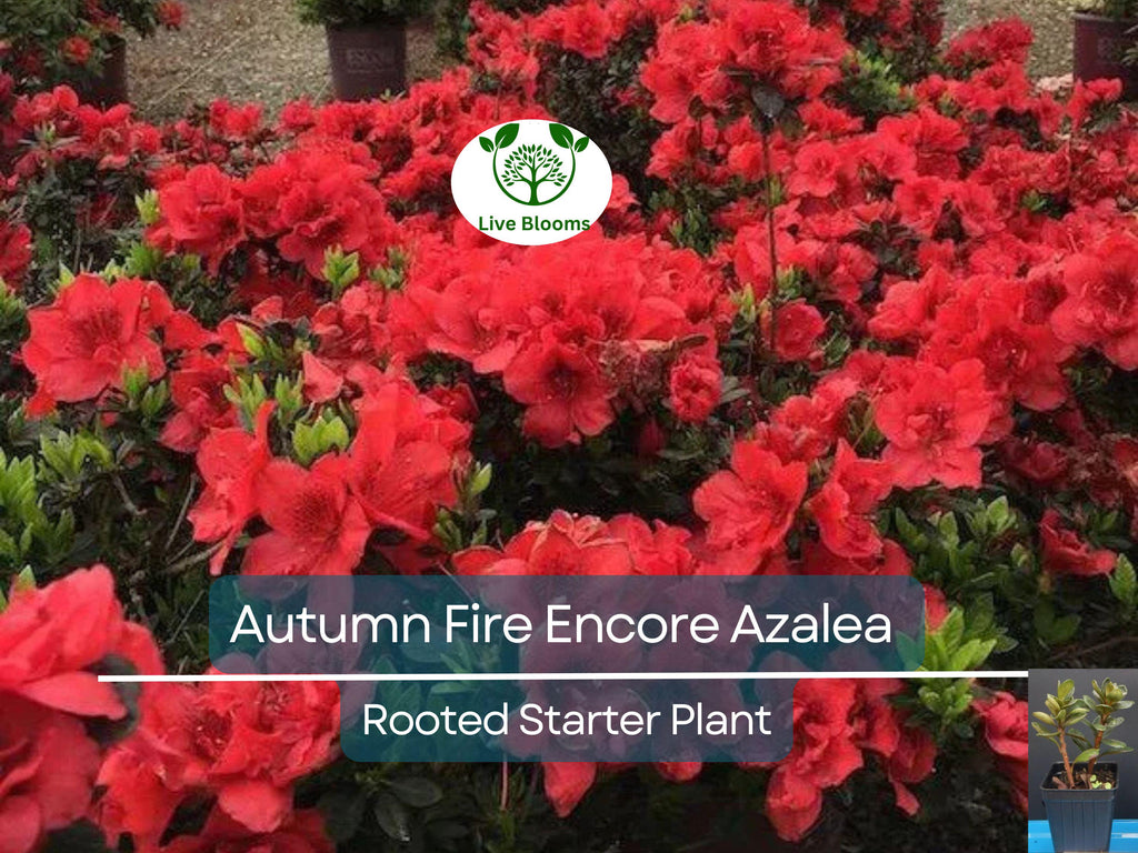 1 Encore Autumn Fire Azalea Plant – Deepest Red, Deciduous, Well-Rooted Starter, 4-10" Tall, Ships in Pot - Beautiful Fall Blooming Azalea