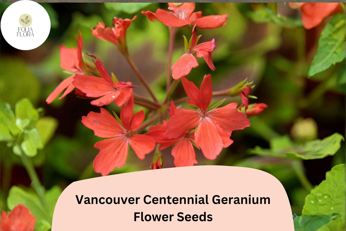 25+ Vancouver Centennial Geranium Seeds | Zonal Pelargonium | Red-Orange Blooms & Bronze Leaves for Garden Pots