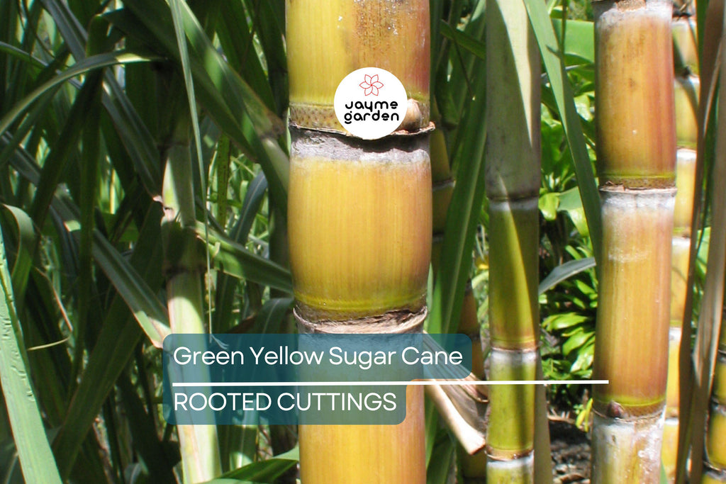 1 Rooted Green/Yellow Sugar Cane Plant - Organic Juicing & Chewing Sugarcane - Ready to Plant, Potted Live Plant
