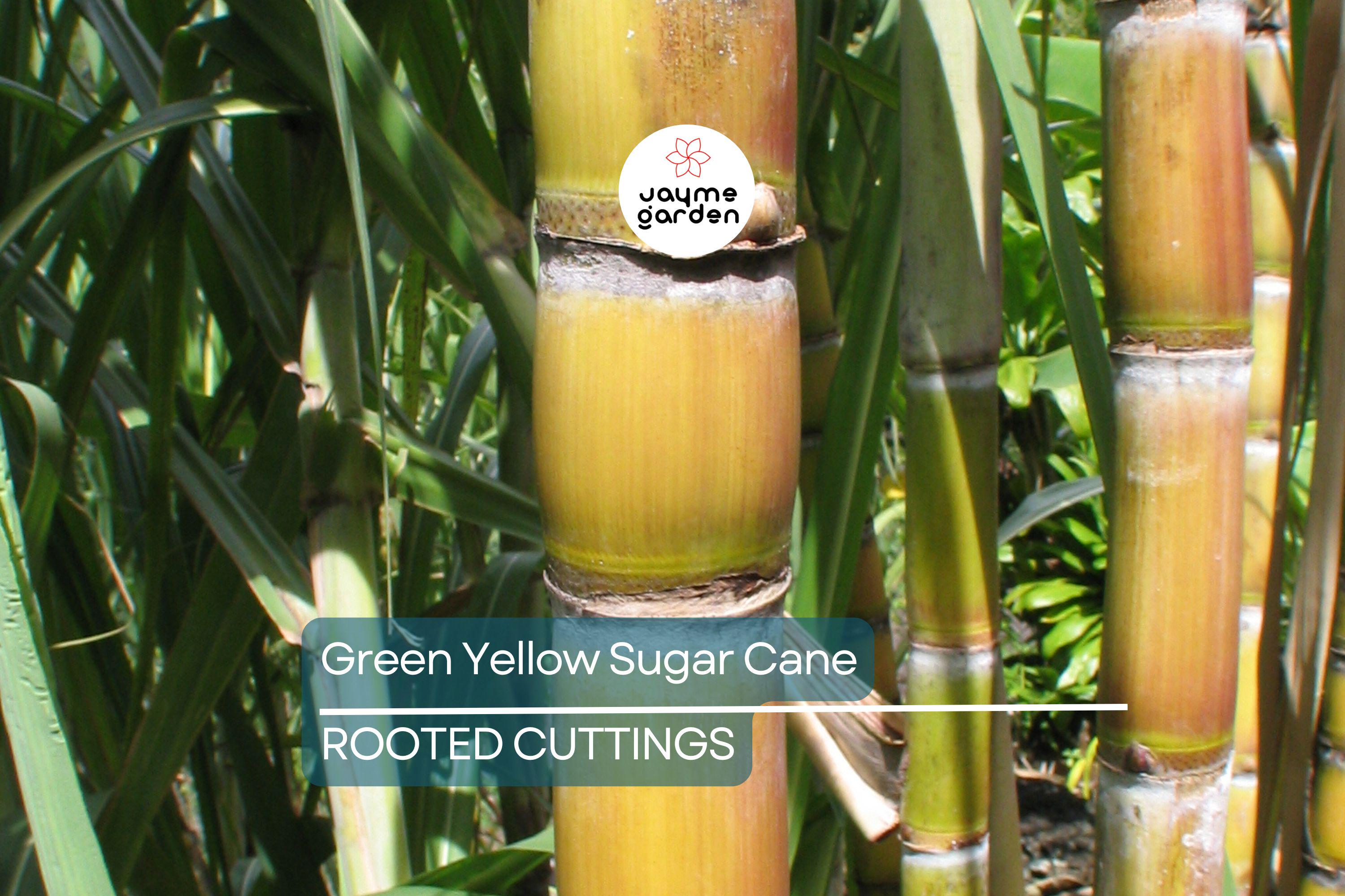 1 Rooted Green/Yellow Sugar Cane Plant - Organic Juicing & Chewing Sugarcane - Ready to Plant, Potted Live Plant