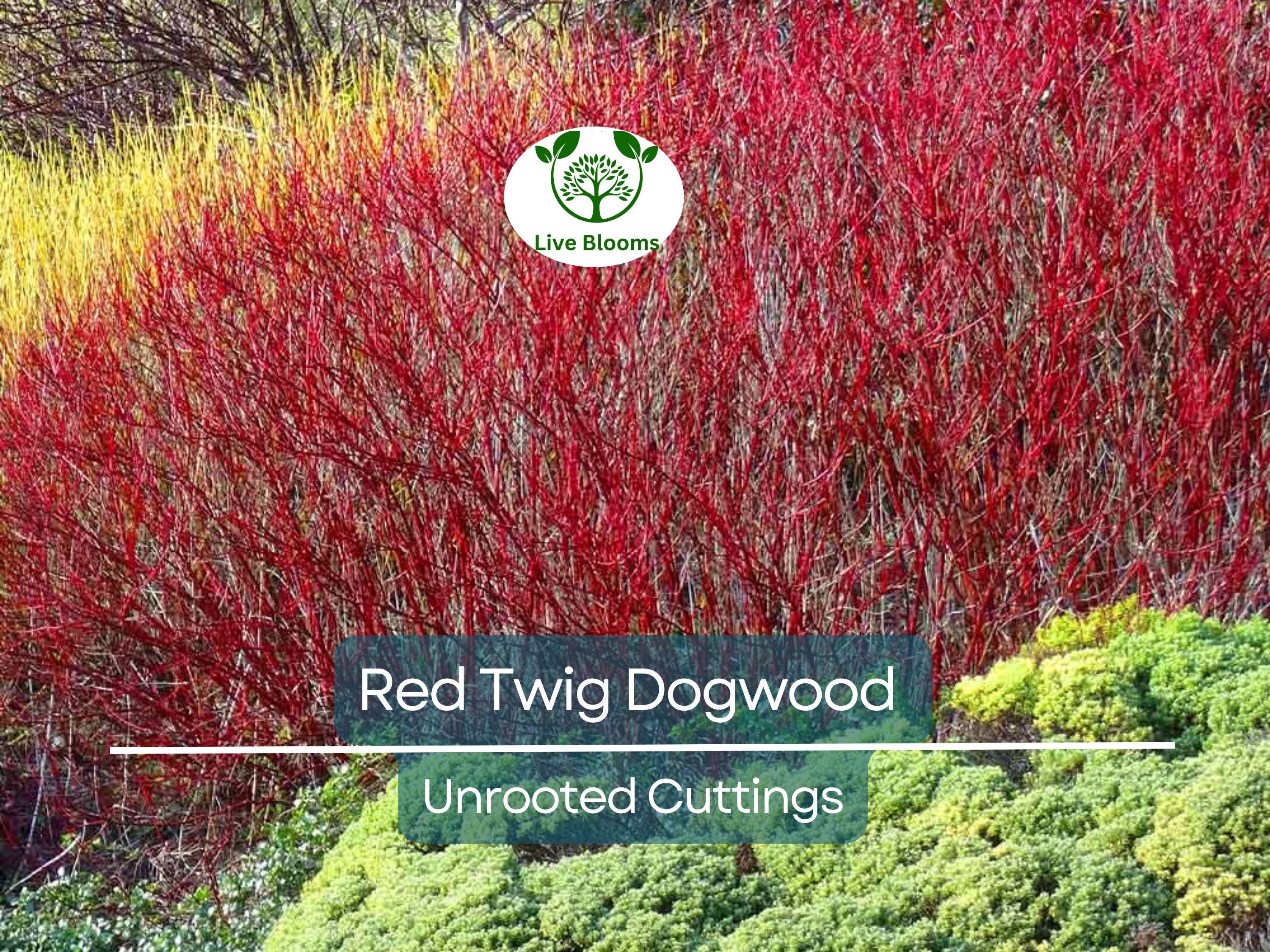 10 Red Twig Dogwood Unrooted Cuttings (Cornus sericea) - Fast Growing Native Shrub, Ideal for Landscaping & Erosion Control