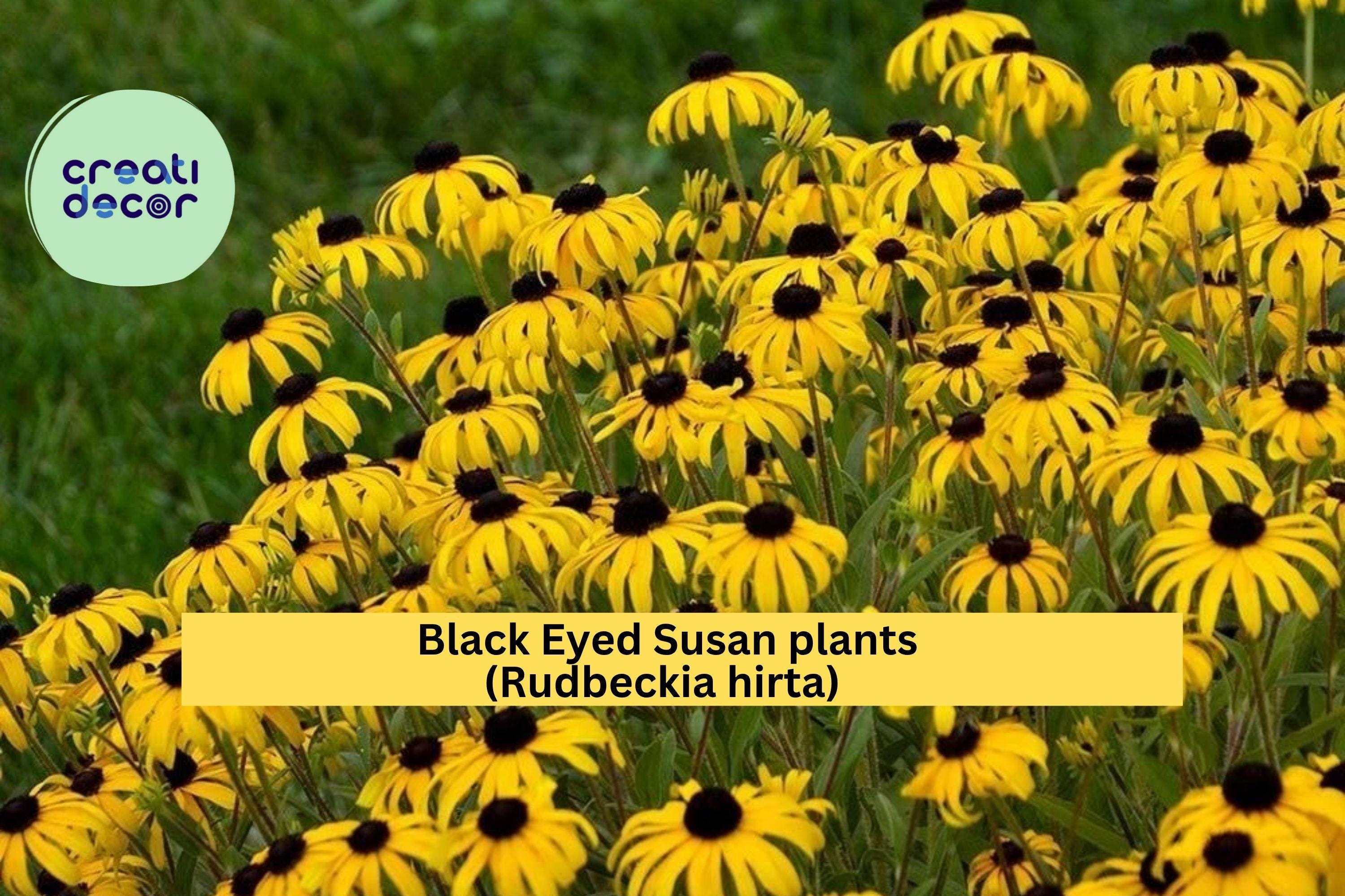 Black Eyed Susan Live Plants – Lot of 6 Bare Root Rudbeckia Hirta, Perennial Wildflower with Golden Blooms, Hardy Garden Plant Zones 3–9