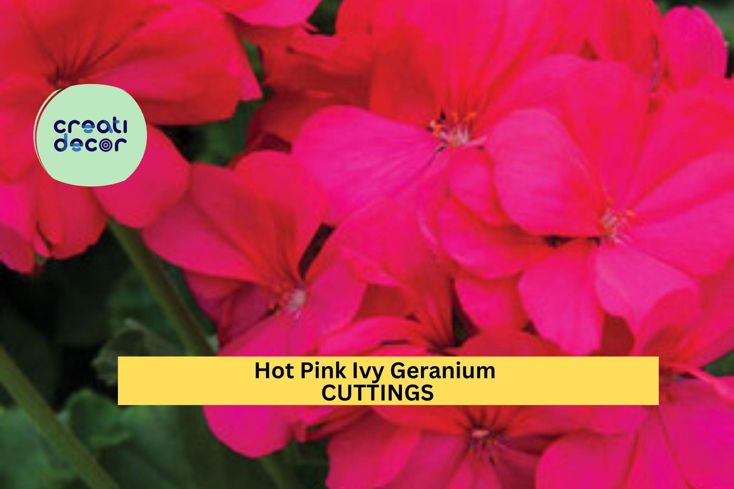 5 Hot Pink Ivy Geranium Cuttings | Pelargonium Peltatum Starter Plants | Trailing Flower Vine for Baskets, Containers, Gardens
