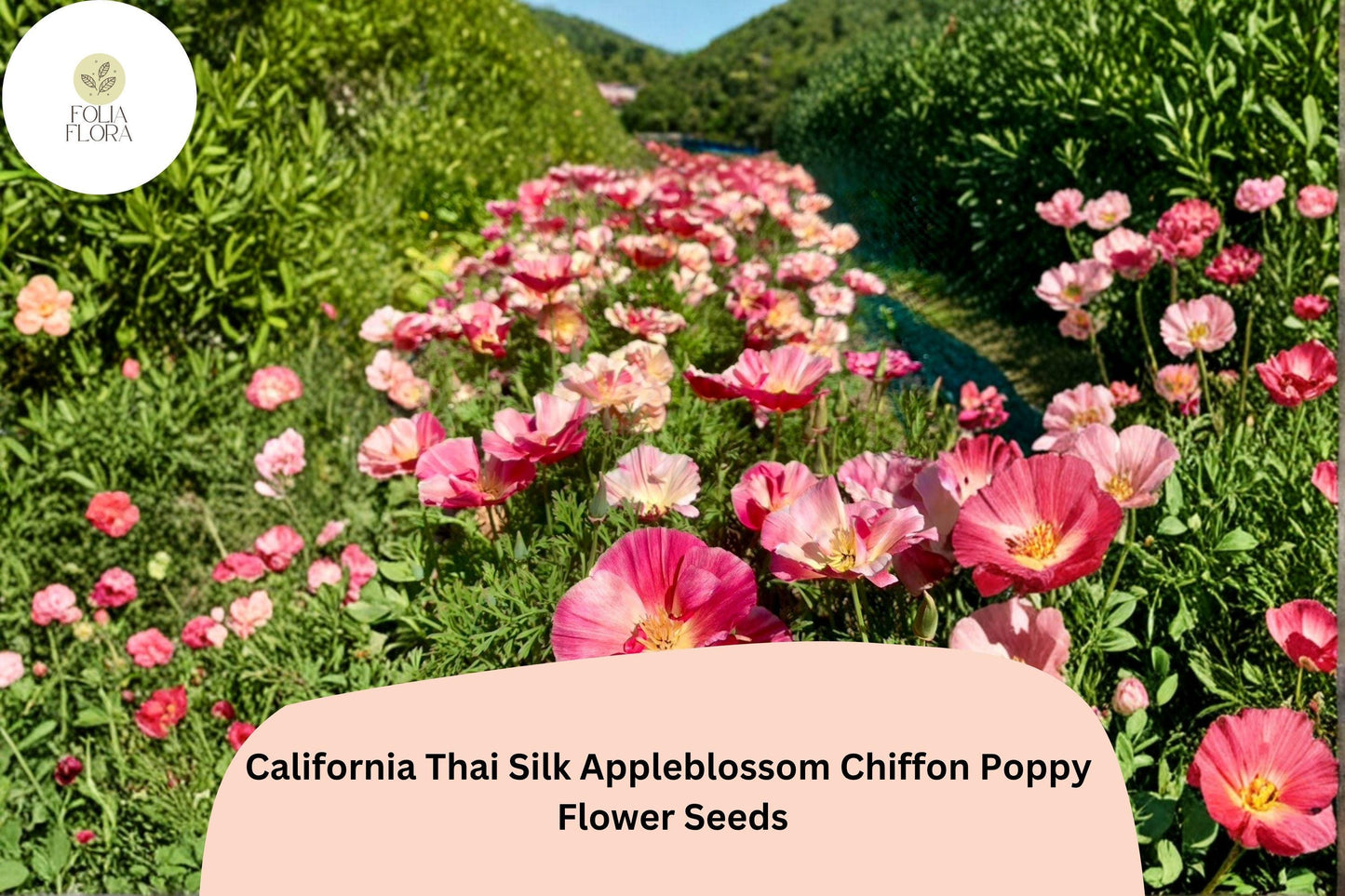 200+ California Thai Silk Appleblossom Chiffon Poppy Seeds for Garden Planting