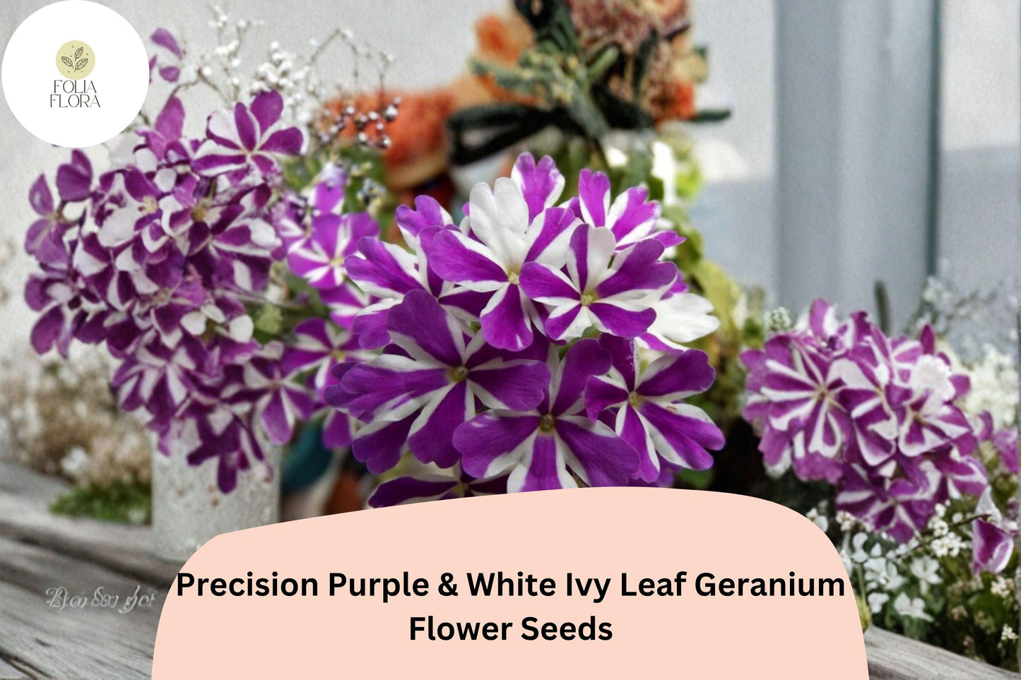 25+ Precision Purple & White Ivy Leaf Geranium Seeds | Trailing Bicolor Geranium | Hanging Basket and Garden Plant