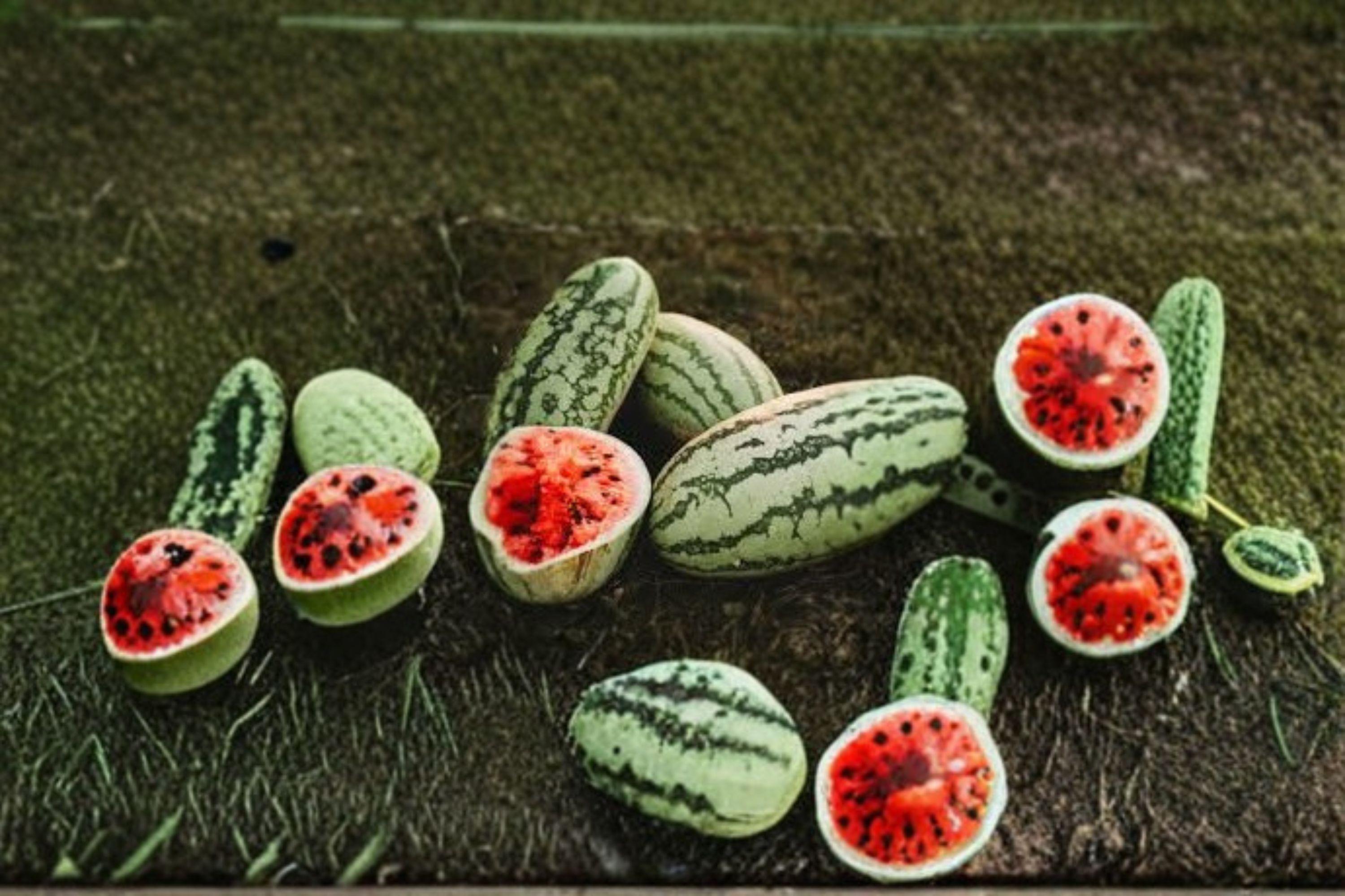 Jubilee Watermelon – Vegetable 10 Seeds | Classic Heirloom Watermelon | Large Striped Fruits | Sweet Red Flesh