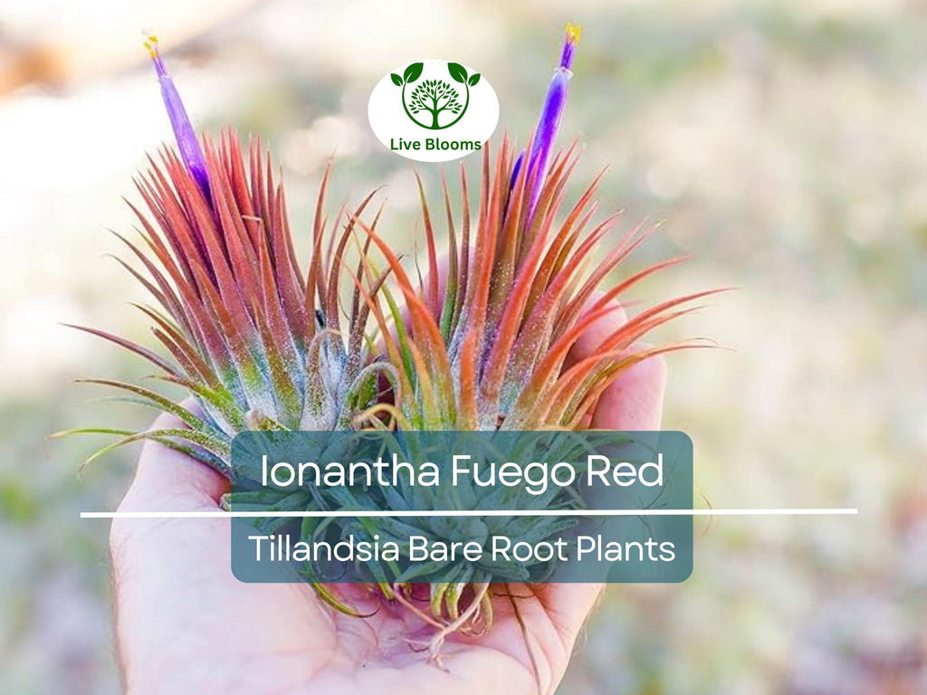 5 Ionantha Fuego Red Air Plants – Exotic Tillandsia – Bare Root – Low Maintenance Houseplants – Vibrant Color, No Soil Needed