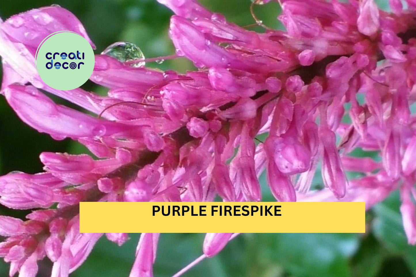 Purple Firespike Plant | Live Semi-Tropical Perennial Shrub | Odontonema cuspidatum Starter with Bold Purple Flower Spikes
