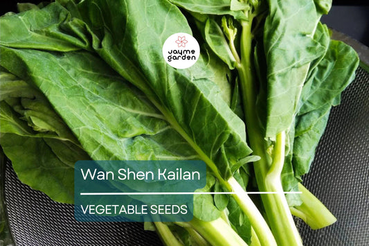 500mg Wan Shen Kailan Seeds - Heirloom Chinese Broccoli - Tender Asian Green for Stir-Fries, Soups, & Salads - Non-GMO Seeds